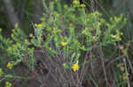 Myrtleleaf St. Johnswort